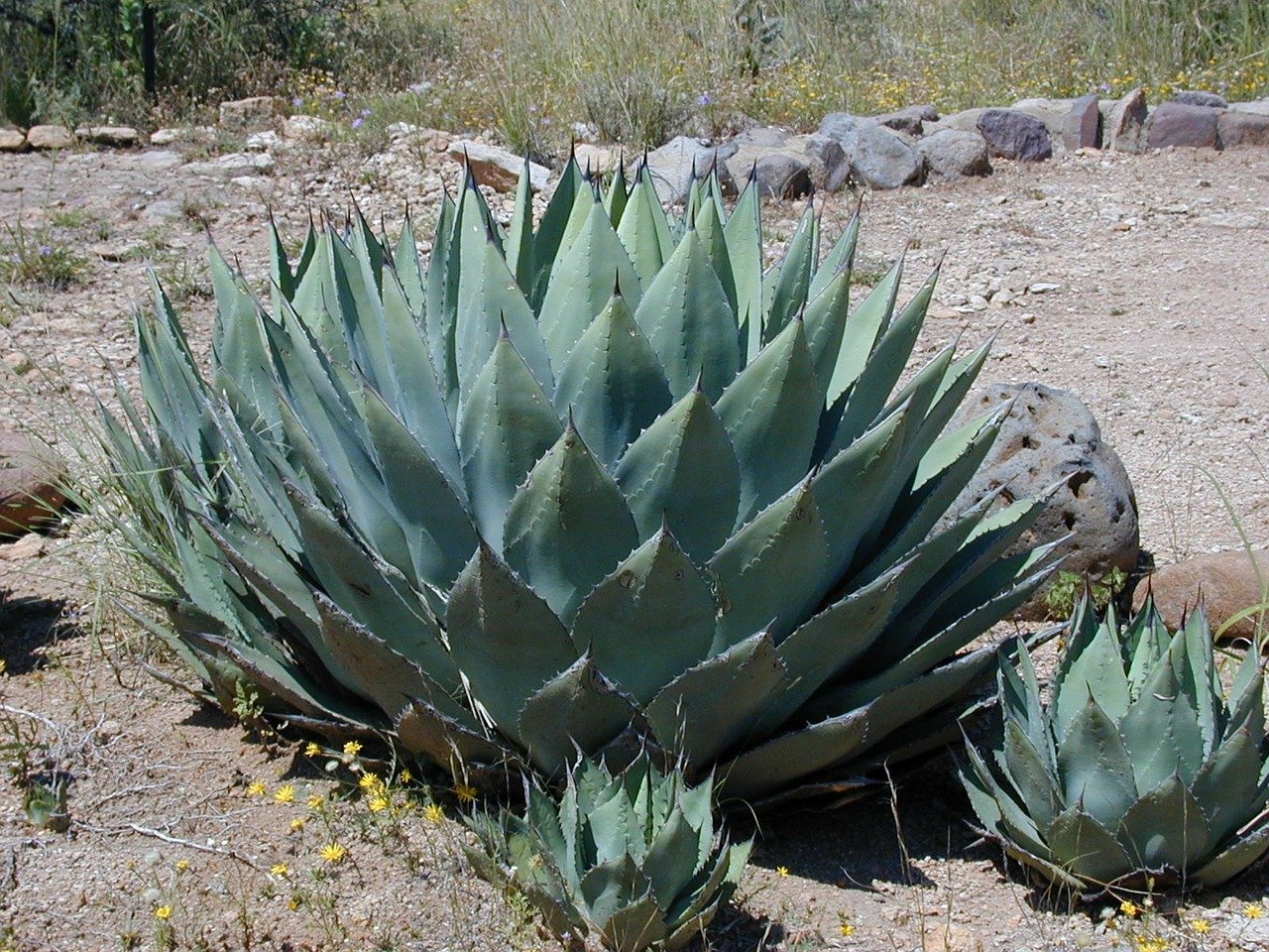 agave, agavengewächs, plant