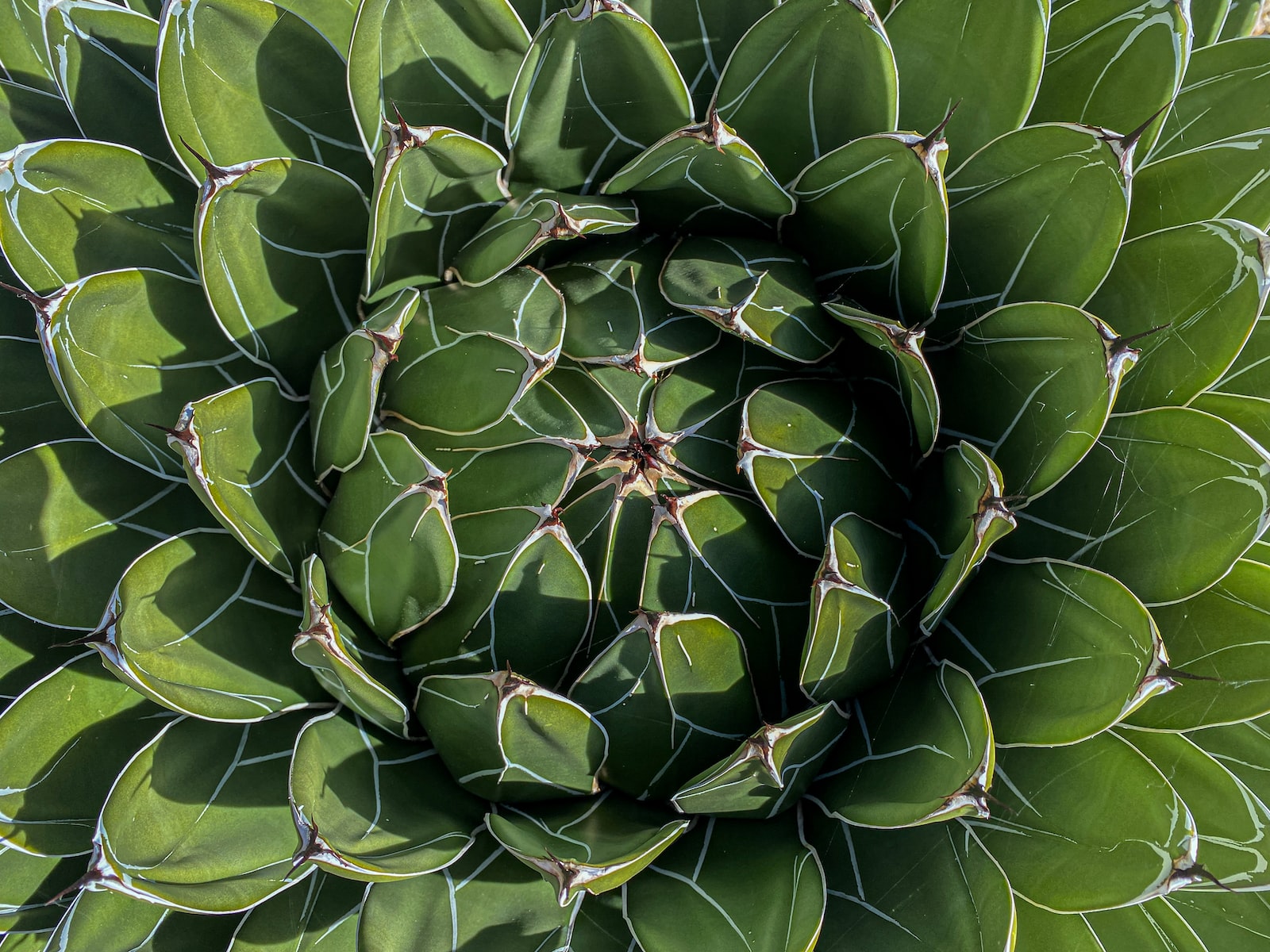 andet agave